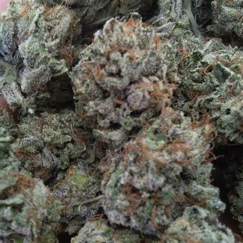 mk ultra marijuana strain